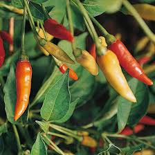 Tabasco (hot pepper) for planting in garden